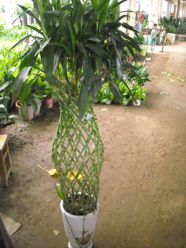 供應(yīng)花卉綠植出租銷售，南京花卉綠植出租銷售，花卉綠植出租銷售價(jià)格