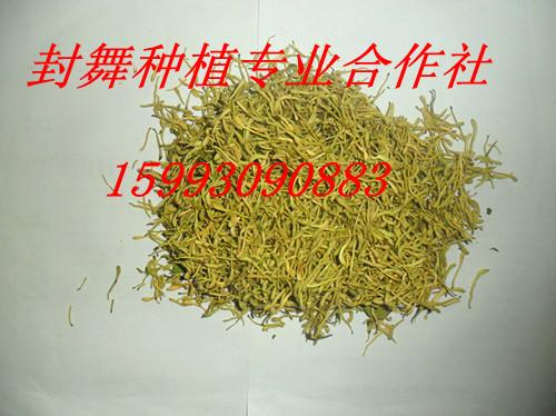 原產(chǎn)地金銀花圖片