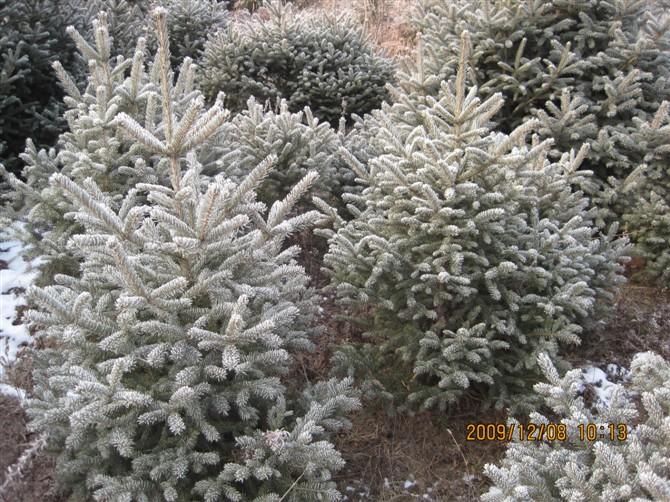 供應(yīng)甘肅最給力青仟云杉