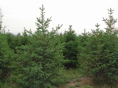 供應甘肅一級云杉、甘肅最美云杉、價格*云杉