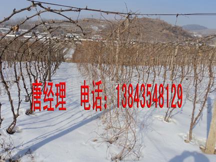 供應(yīng)雙紅葡萄苗