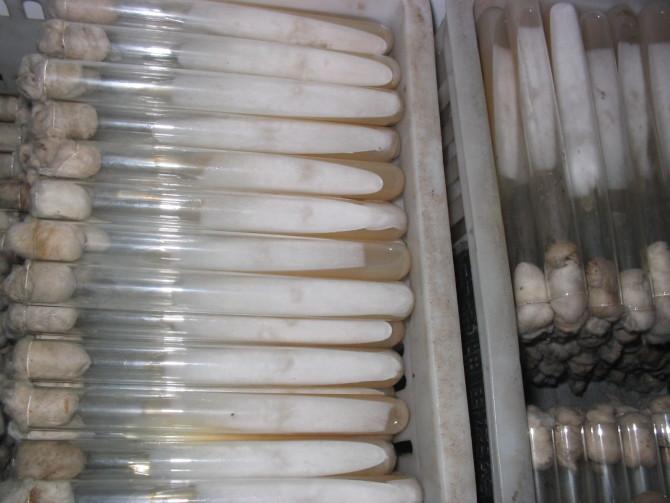 供應(yīng)濟(jì)南蘑菇菌種食用菌