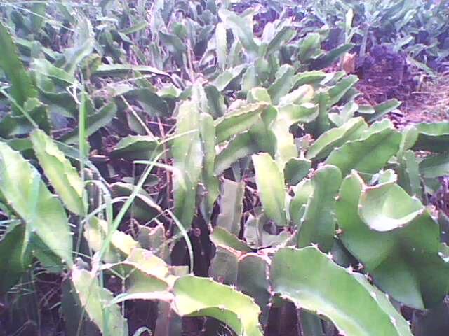 供應(yīng)廣西紅龍果火龍果苗報價