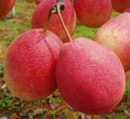 供應(yīng)“奧冠紅梨”苗