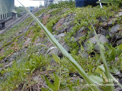 供应中石铅丝石笼 雷诺护垫厂家 格宾护垫 生态石笼格宾网中石铅丝图片