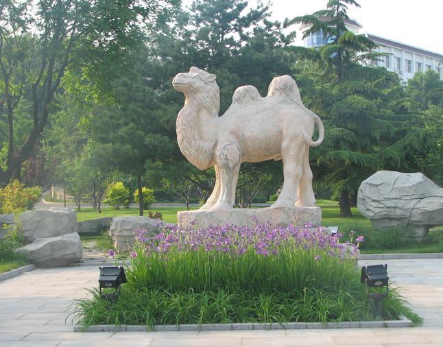 供應(yīng)漢白玉駱駝025