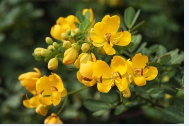 供應(yīng)黃槐小苗價(jià)格種殖技術(shù)