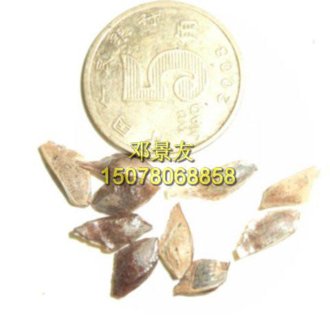 供應(yīng)廣東加勒比松種子