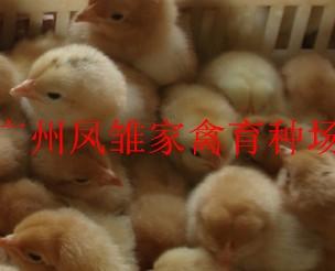 供應(yīng)大量土雞苗