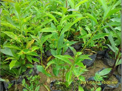 供應鴛鴦茉莉
