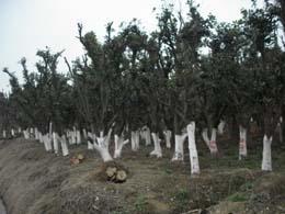 供應  香樟/香泡