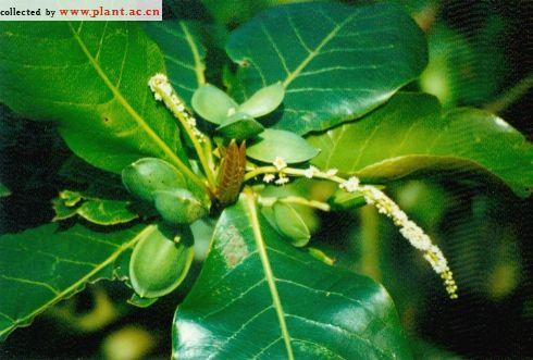 供應小葉欖仁種子