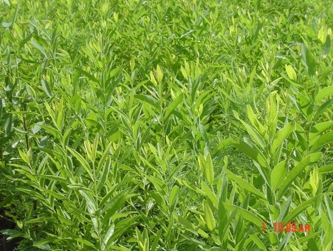 供應(yīng)檀香苗種植基地