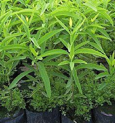 供應(yīng)檀香苗價(jià)錢