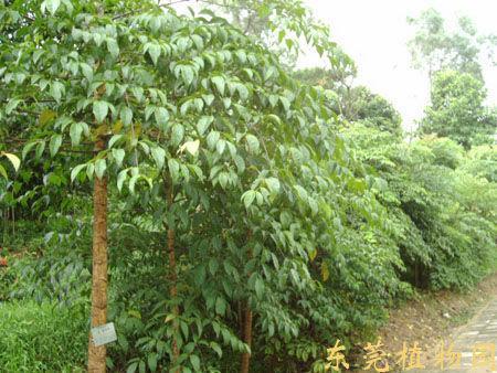 供應幌傘楓種植基地
