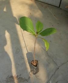 供應(yīng)廣西柚木苗批發(fā)