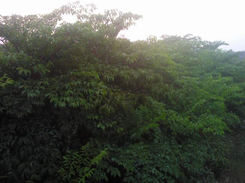 供應(yīng)幌傘楓種植園