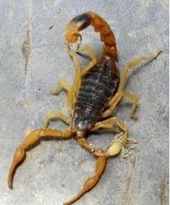 供應養(yǎng)*賺錢嗎，*的養(yǎng)殖市場前景