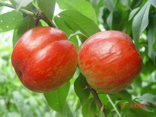 供應(yīng)陜西水果/供應(yīng)桃/供應(yīng)大棚油桃