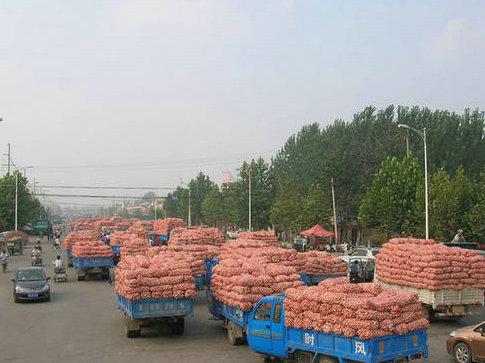 供應(yīng)早熟白皮大蒜種子 大蒜*價(jià)格 大蒜蒜頭