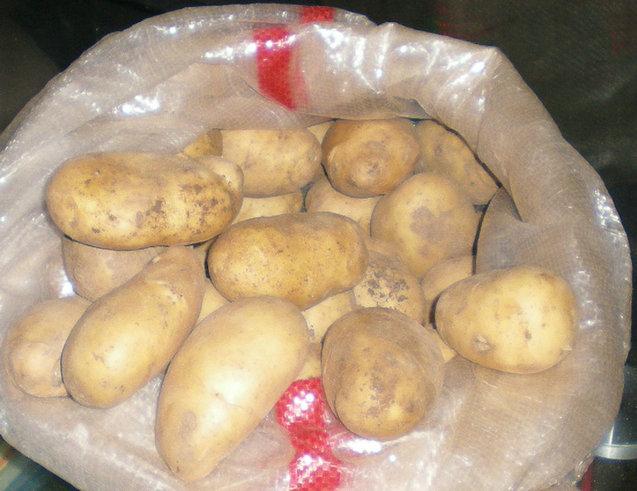 供應(yīng)脫毒土豆種子夏波蒂馬鈴薯種子價(jià)格土豆出口土豆特征特性