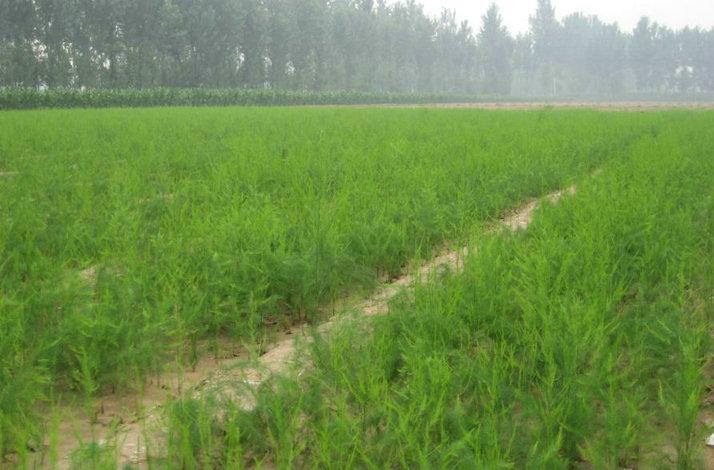 供應(yīng)阿波羅蘆筍種苗 蘆筍種子價(jià)格 蘆筍種苗基地 進(jìn)口蘆筍苗批發(fā)