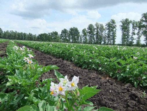 供應(yīng)高產(chǎn)土豆種子夏波蒂 薯?xiàng)l加工土豆品種 脫毒土豆特征特性