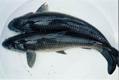 供應(yīng)青魚