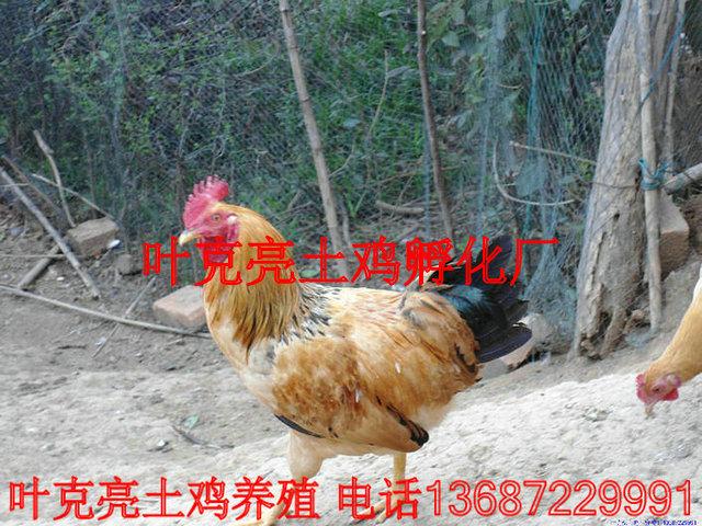 供應(yīng)宜昌土雞養(yǎng)殖場，宜昌土雞批發(fā)商，宜昌土雞價(jià)格