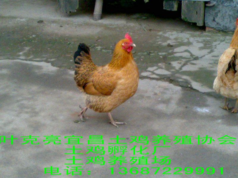 供應(yīng)土雞公雞母雞土雞苗