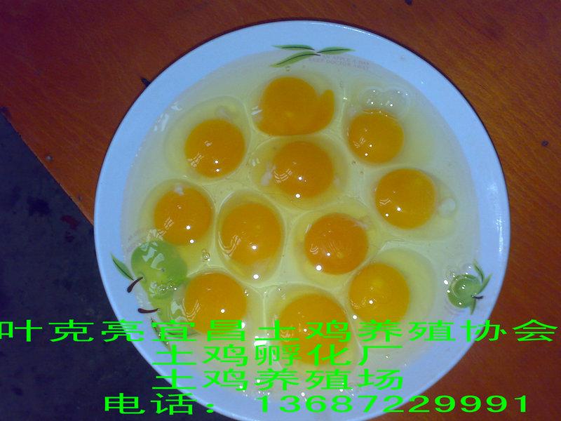供應(yīng)土雞土雞蛋土雞苗