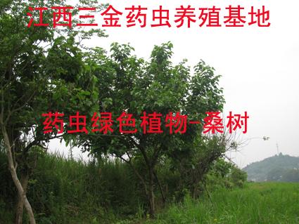 供應(yīng)海南臨高土鱉養(yǎng)殖視頻_海南臨高土鱉養(yǎng)殖技術(shù)_海南臨高土鱉養(yǎng)殖