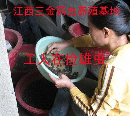 供應(yīng)土元養(yǎng)殖