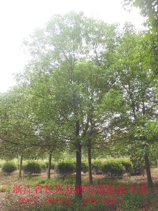 哪里有香樟樹(shù)-哪里有香樟樹(shù)批發(fā)價(jià)格-哪里有香樟樹(shù)買(mǎi)-哪里有香樟樹(shù)