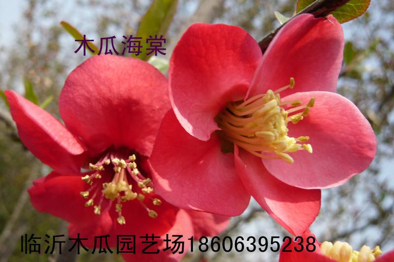 供應(yīng)木瓜海棠小苗，木瓜海棠大苗，盆栽木瓜海棠花卉，木瓜海棠市場價格