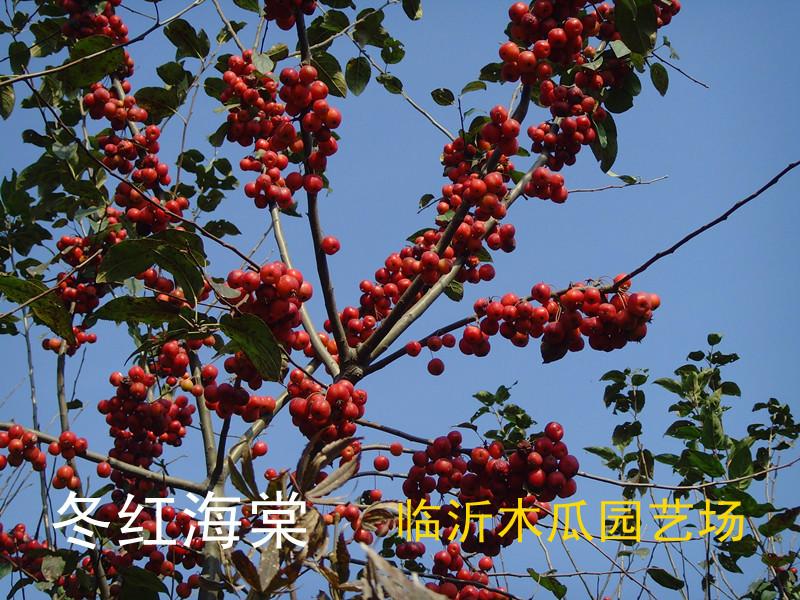 供應(yīng)哪里種植冬紅果海棠/ 山東優(yōu)質(zhì)冬紅果海棠批發(fā)，董紅果種植技術(shù)