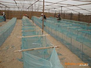 供應(yīng)白洋淀地籠網(wǎng)