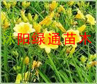 供应红花绣线菊绿化苗木 红花绣线菊 白花绣线菊 绣线菊苗庭院观赏花卉