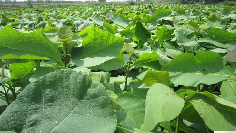 供應珍貴樹苗柚木苗種植柚木苗直銷