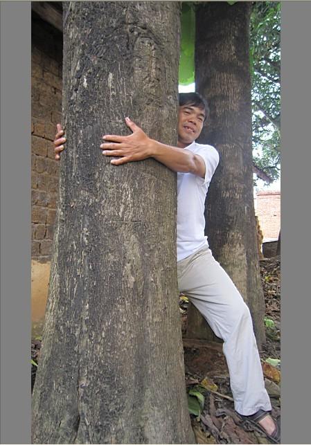 供應南寧上林柚木柚木苗種植柚木苗直銷