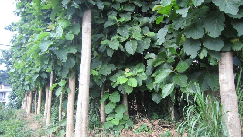 供應(yīng)柚木苗柚木樹苗生產(chǎn)基地