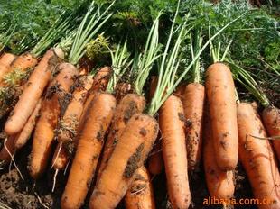 供應(yīng)用于新鮮蔬菜的山東加工胡蘿卜,胡蘿卜加工廠,胡蘿卜加工價格