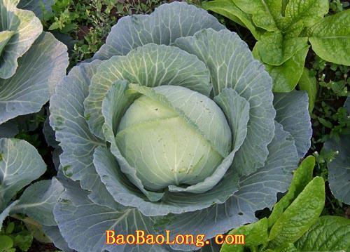 新鮮甘藍(lán)山藥圖片