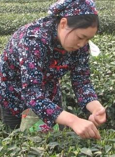 供應(yīng)四川龍井茶苗、雅安龍井茶苗、成都龍井茶苗