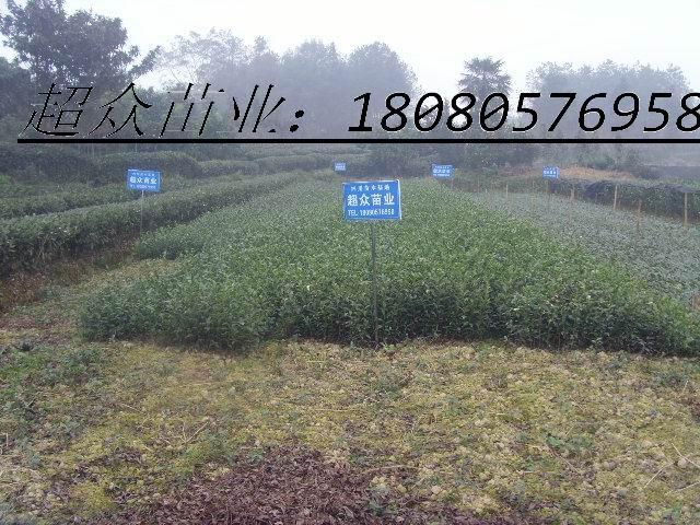 供應(yīng)四川黃金芽茶苗、四川福鼎大白茶苗、四川福選9號(hào)茶苗