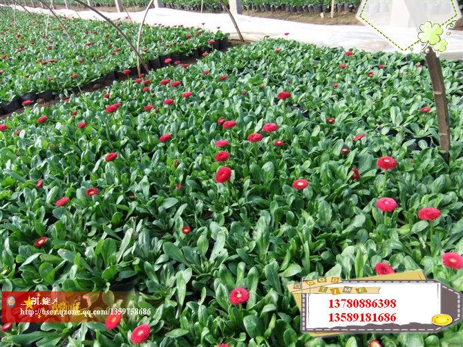 紅葉小檗、紅葉女貞、金葉女貞、大葉黃楊、小葉黃楊、金邊黃楊等大葉