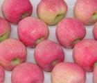 山東紅富蘋果 冷庫(kù)蘋果 今日蘋果價(jià)格 哪里紅富士便宜