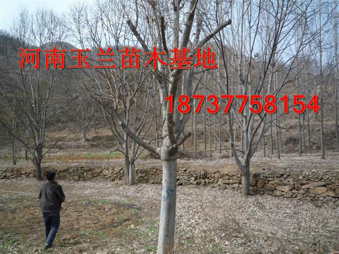供應(yīng)巨紫荊10公分