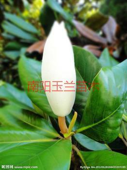 供應(yīng)各種玉蘭杜仲黃櫨木瓜辛夷