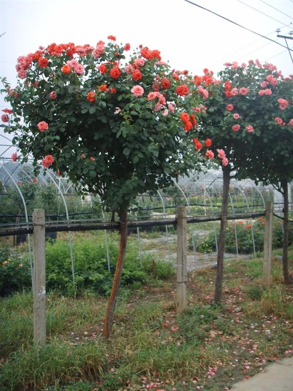 供應(yīng)河南山玉蘭小苗，河南山玉蘭小苗基地，河南山玉蘭小苗批發(fā) 河南山玉蘭小苗紅玉蘭小苗紫玉蘭